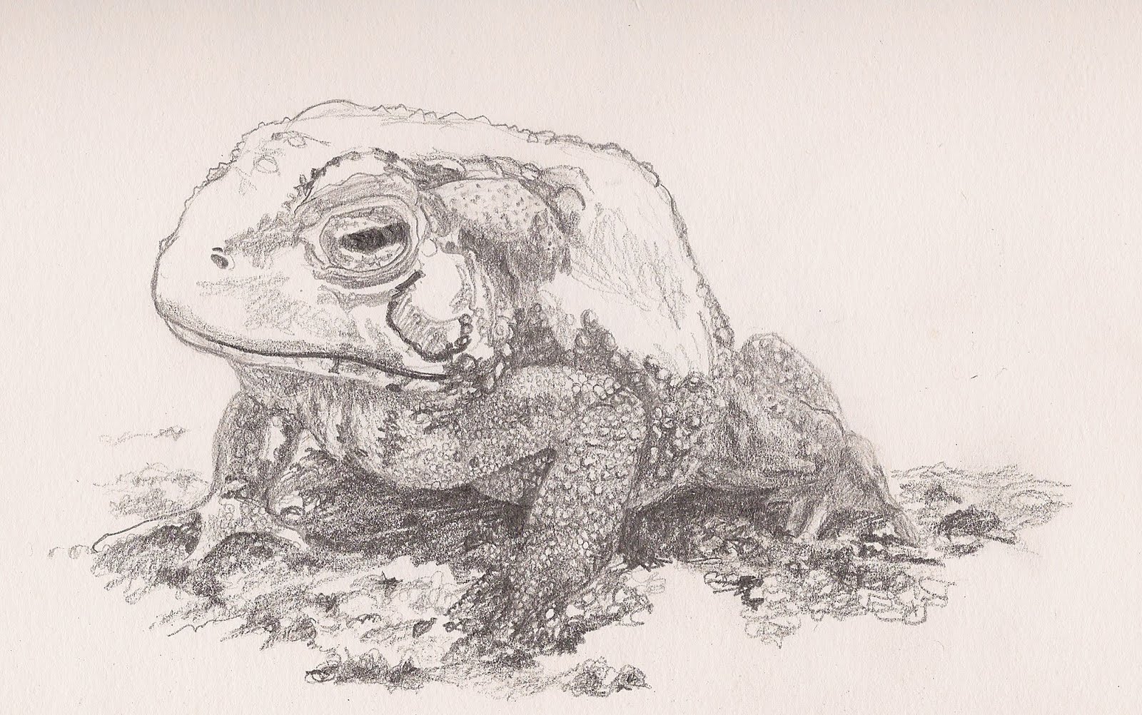 1600x1002 Sketch A Day 2011 8111 - Toad Sketch