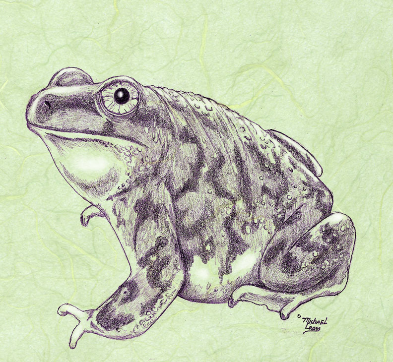 792x730 Spadefoot Toad Sketch By Vulgardragon - Toad Sketch