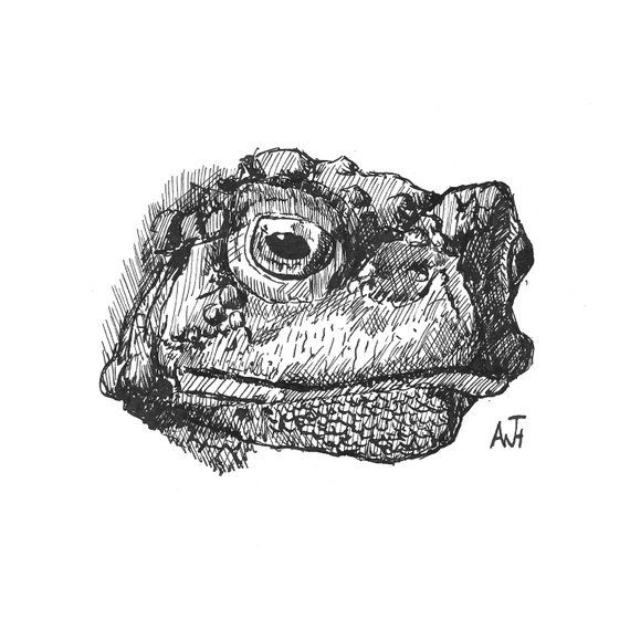 570x570 Toad Sketch Mug - Toad Sketch