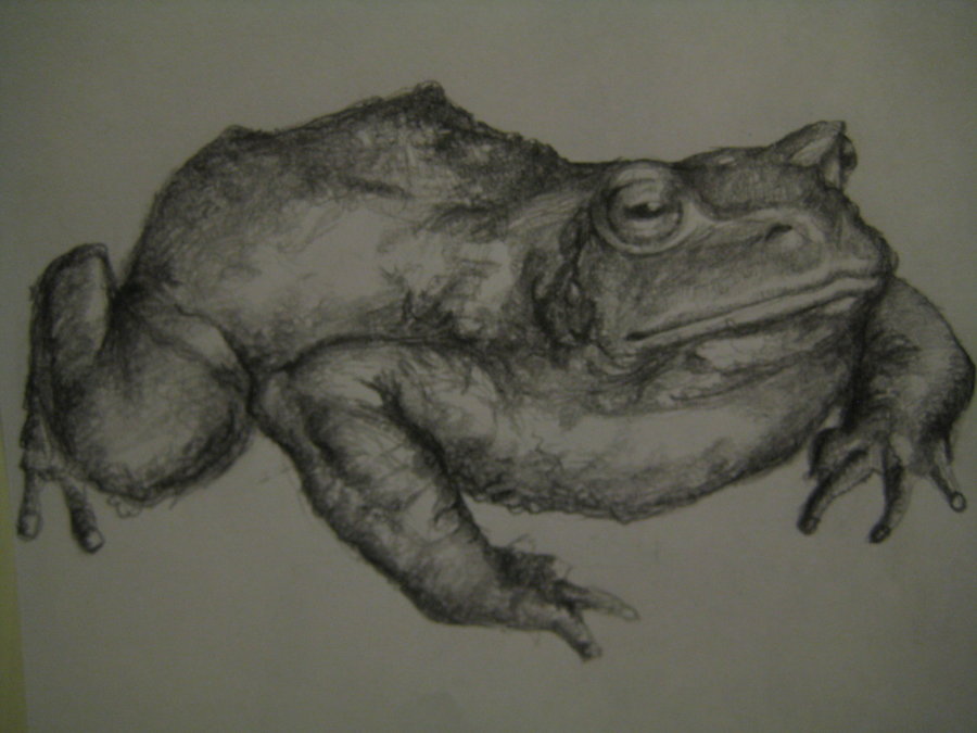 900x675 Toad Sketch By Pocketmoth - Toad Sketch
