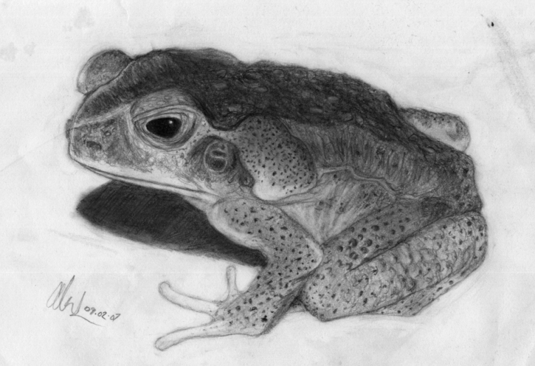 762x522 Animal Sketch Ii - Toad Sketch