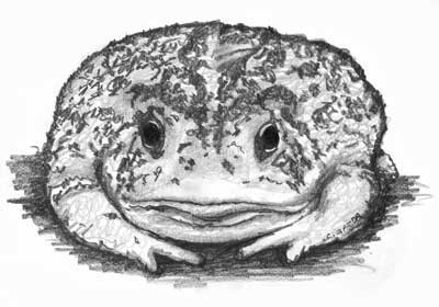 400x280 Cathy Gazda, Artist - Toad Sketch