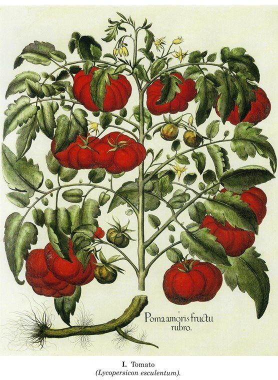 556x760 I Have Been Debating About A Small Tattoo Of A Tomato Plant Flower - Tomato Plant Sketch