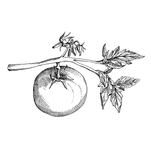 Tomato Plant Sketch At Explore Collection Of Tomato Plant Sketch 7091