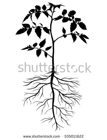 360x470 Parts Of Tomato Plant Clipart Black And White Collection - Tomato Plant Sketch
