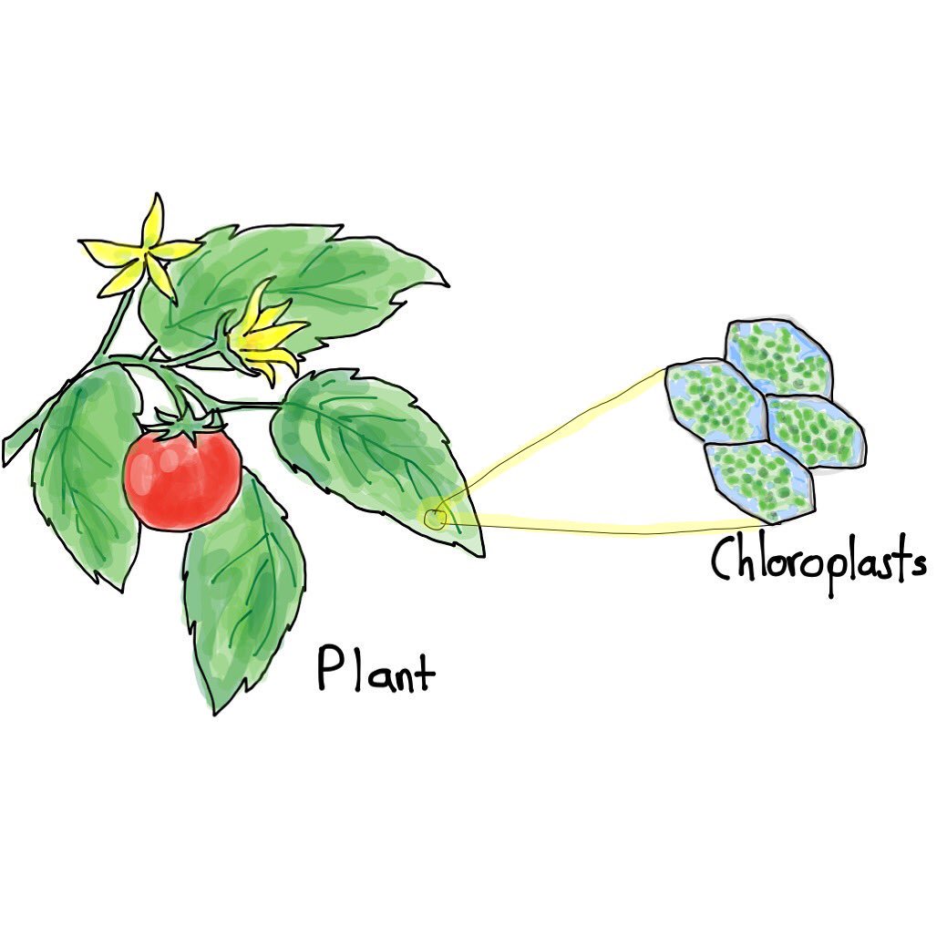1039x1039 Sketching Science On Twitter - Tomato Plant Sketch