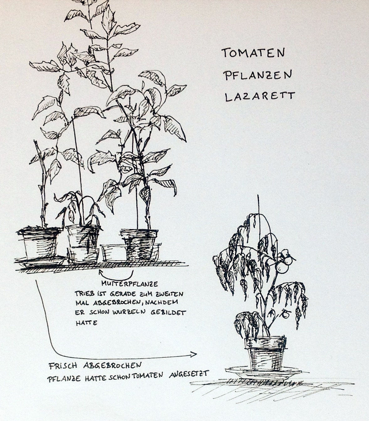 1177x1343 This Uneventful Life A Personal Documentation Of Non Events. - Tomato Plant Sketch