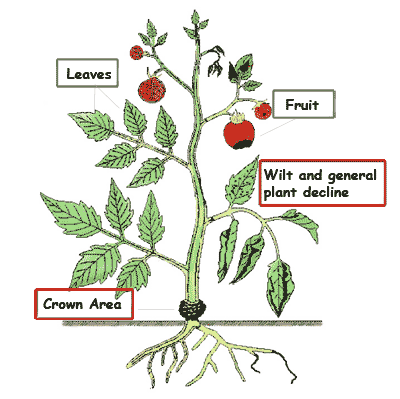 На рисунке изображен томат в разный период. Схема строения цветкового растения помидор. Строение саженца томата. Строение куста томата. Томат строение растения.