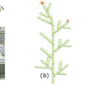 293x293 An Image Of Tomato Plant And Its Topological Structure. (A) Is An - Tomato Plant Sketch