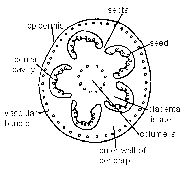 366x332 Tomato Fruit Anatomy - Tomato Plant Sketch