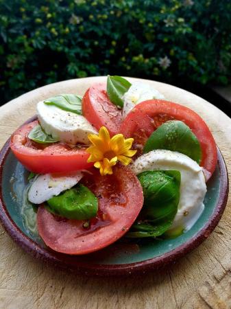337x450 Tomato Plant - Tomato Plant Sketch
