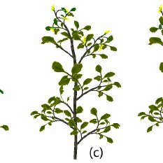 233x233 Tomato Plant Diagram Of Development - Tomato Plant Sketch