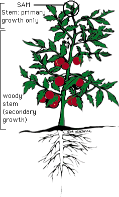 237x394 Tomato Stem Anatomy - Tomato Plant Sketch