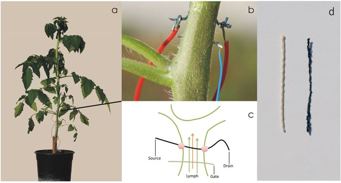 685x368 An In Vivo Biosensing, Biomimetic Electrochemical Transistor With - Tomato Plant Sketch