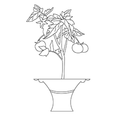 230x230 Top 10 Tomato Coloring Pages Your Toddler Will Love To Color - Tomato Plant Sketch