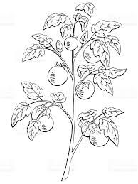 194x259 Tomato Plant Outline Mini Book Aids - Tomato Plant Sketch