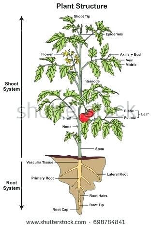 314x470 Diagram Of Tomato Plant - Tomato Plant Sketch