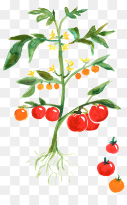 260x420 Free Download Tomato Plant Vegetable Cherry Potato - Tomato Plant Sketch