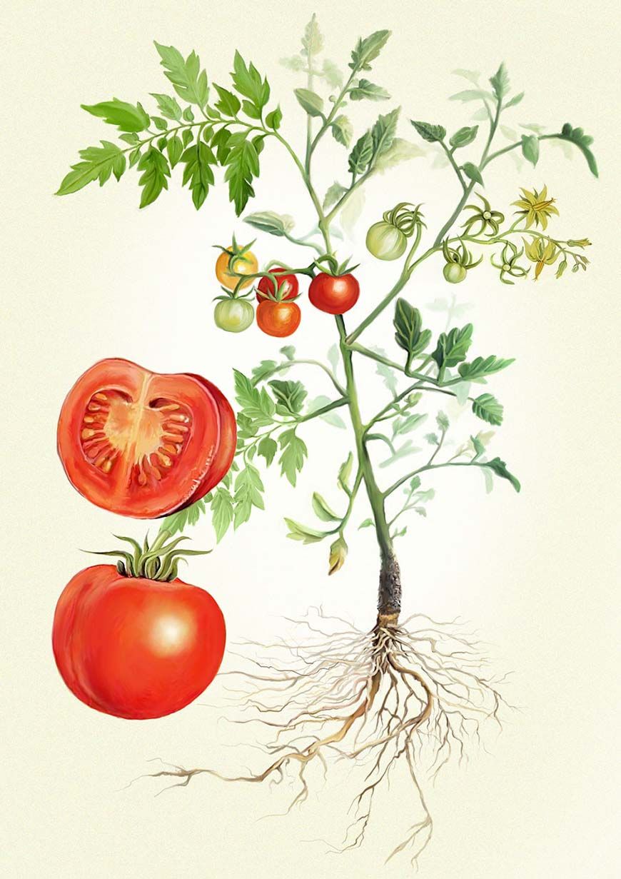 870x1231 How To Grow Your Own Vegetable Hero, The Tomato Growing Your Own - Tomato Plant Sketch