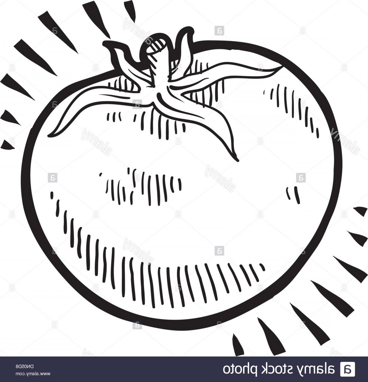 1560x1617 Stock Photo Tomato Vector Sketch Shopatcloth - Tomato Sketch