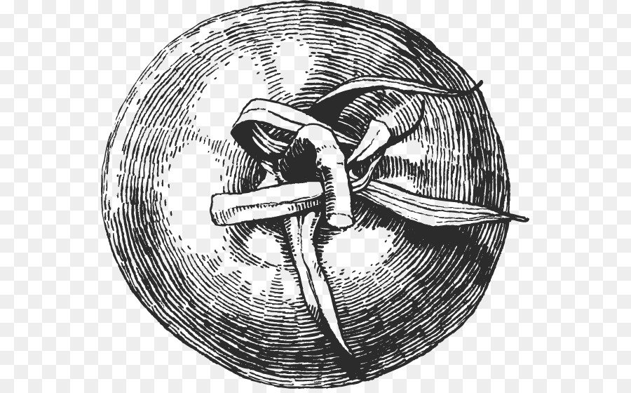 900x560 Tomato Drawing Royalty Free Sketch - Tomato Sketch