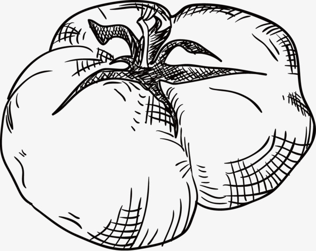 650x516 Tomato Vector, Sketch, Stick Figure Png And Vector For Free Download - Tomato Sketch