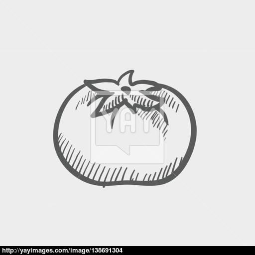 512x512 Tomato Sketch Icon Vector - Tomato Sketch