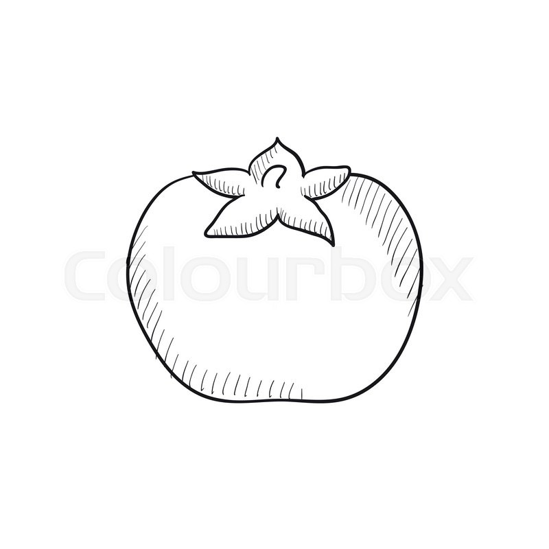 800x800 Tomato Vector Sketch Icon Isolated On Background. Hand Drawn - Tomato Sketch