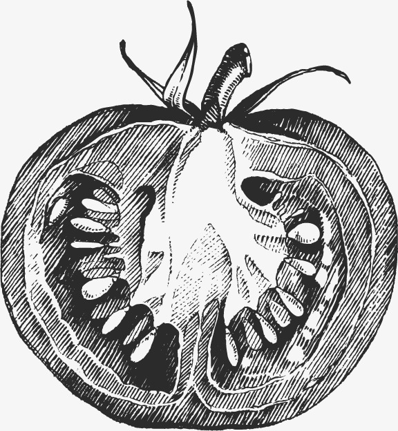 576x624 Tomatoes Sketch, Graphic Design, Vegetables, Tomato Png And Vector - Tomato Sketch