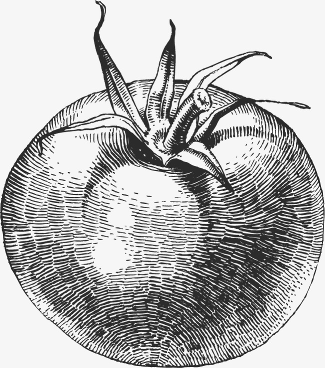 650x736 Tomatoes Sketch, Sketch Vector, Graphic Design, Vegetables Png And - Tomato Sketch