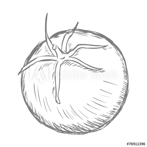 500x500 Vector Single Sketch Tomato - Tomato Sketch