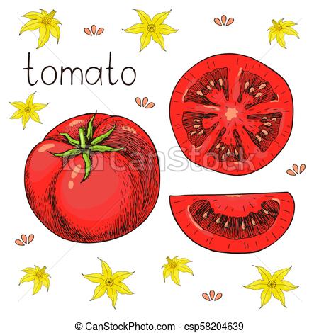 450x470 Hand Drawn Sketch Of Fresh Juicy Tomato. Vector Colored - Tomato Sketch