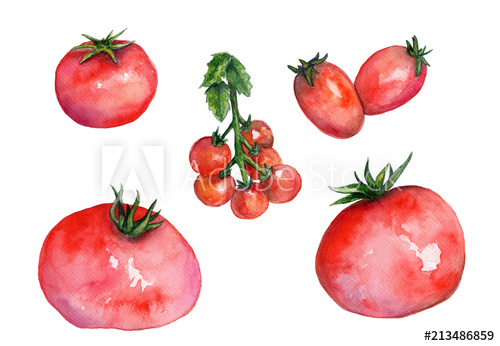 500x346 Hand Drawn Watercolor Tomato Sketch. Isolated On White Background - Tomato Sketch