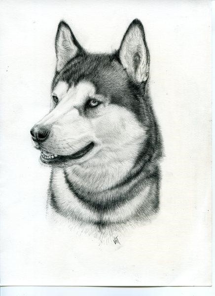 436x600 Tonal Sketch Of Husky By Leisure Painter - Tonal Sketch