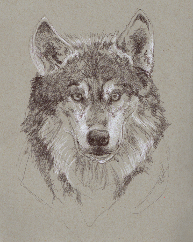 799x1000 Doug Buddy Toned Paper Wolf Sketch - Toned Paper Sketch