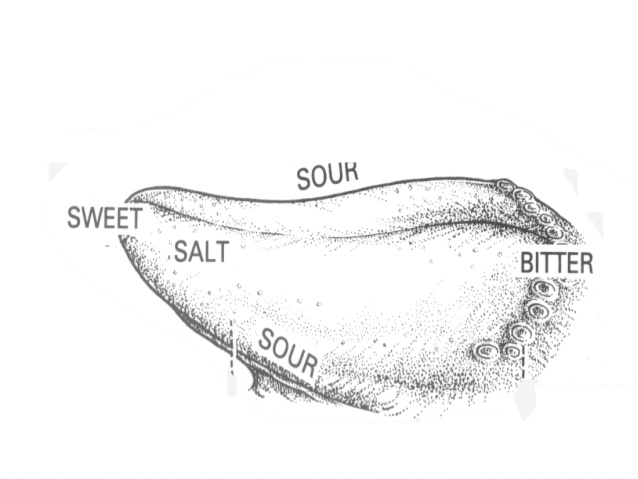 638x479 Tongue And Oropharynx - Tongue Sketch