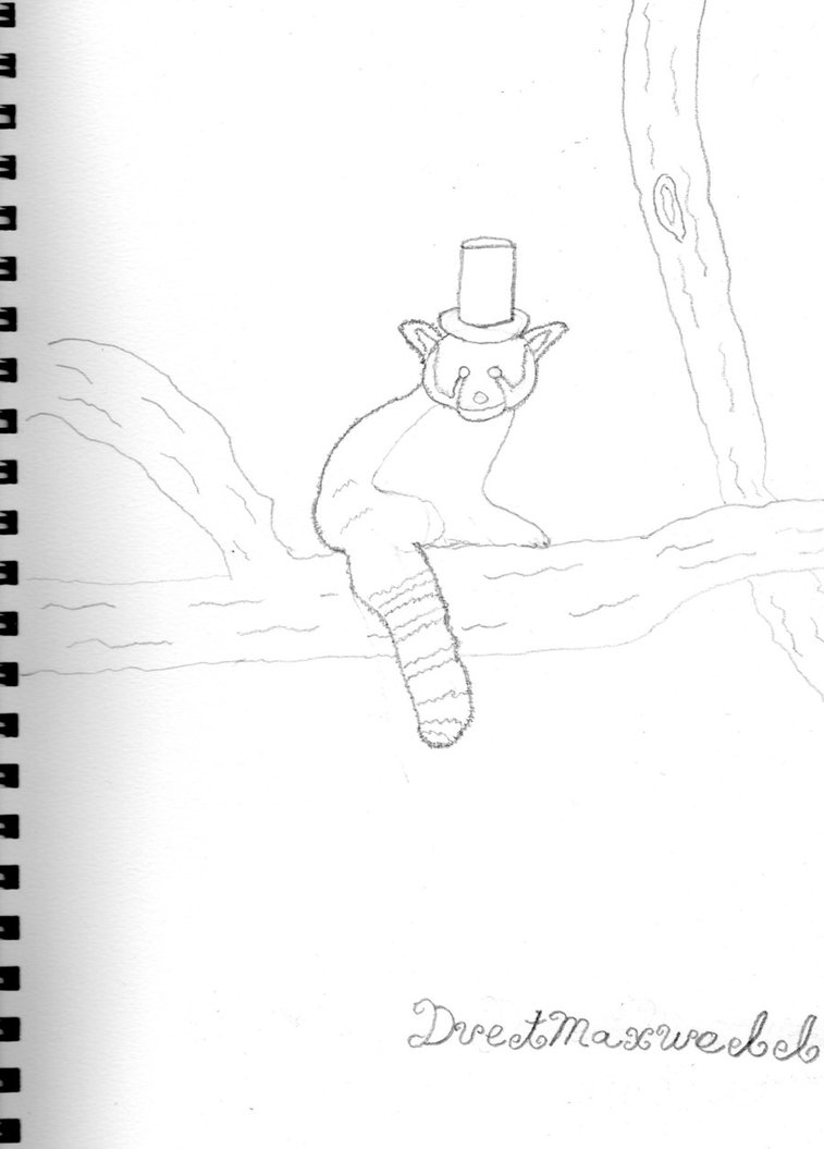 757x1055 Red Panda With Top Hat Sketch By Duetmaxwell - Top Hat Sketch