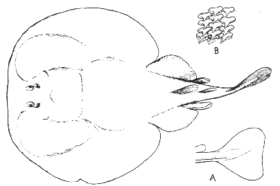404x269 Torpedo - Torpedo Sketch