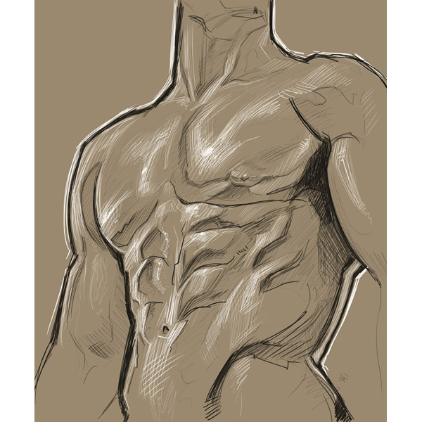 600x600 Torso Sketch On Flaxen - Torso Sketch