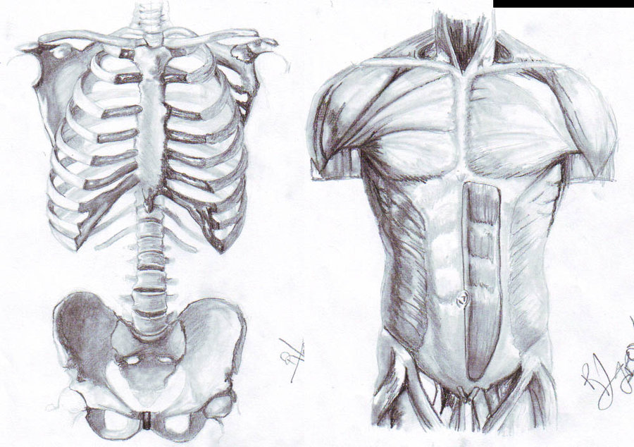 900x634 Torso Sketches By Nervaa - Torso Sketch