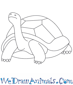 300x350 How To Draw A Tortoise - Tortoise Sketch