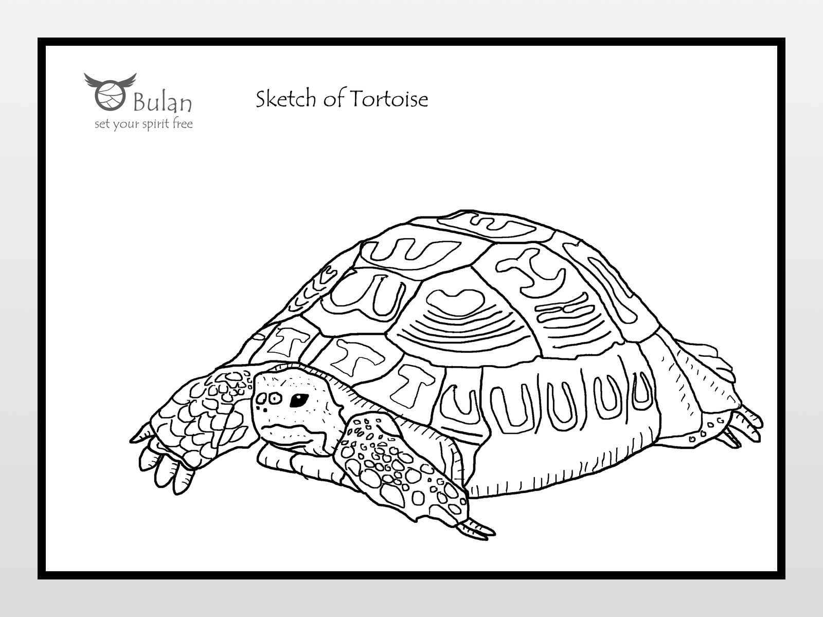 1600x1200 Sketch Of The Day No 35 The Humble Tortoise - Tortoise Sketch