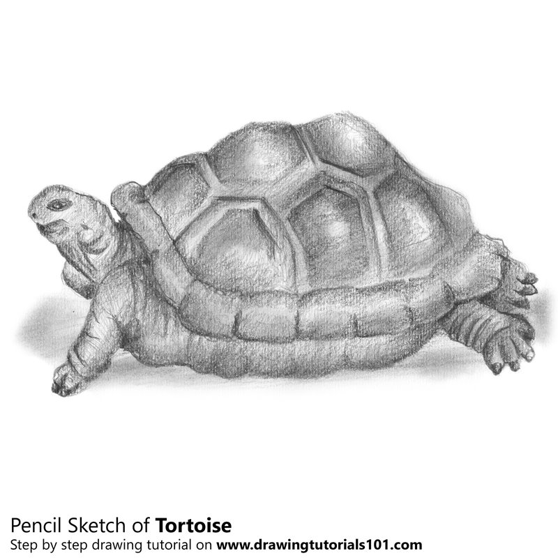 800x800 Tortoise Pencil Drawing - Tortoise Sketch