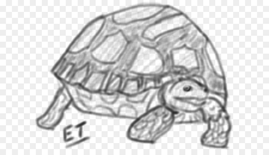 900x520 Tortoise Turtle Drawing 0 Sketch - Tortoise Sketch