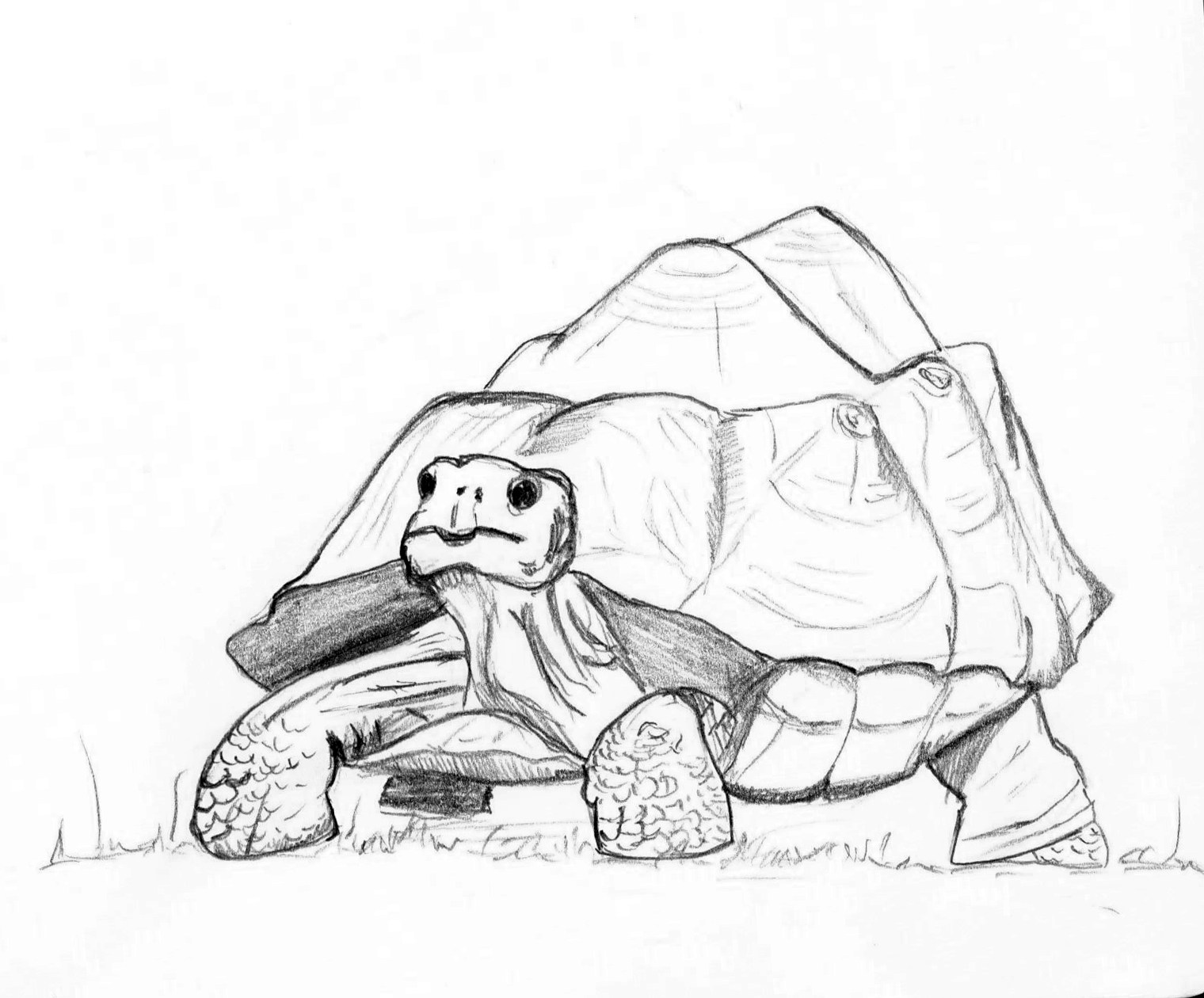 1520x1260 Tortoise Sketch - Tortoise Sketch
