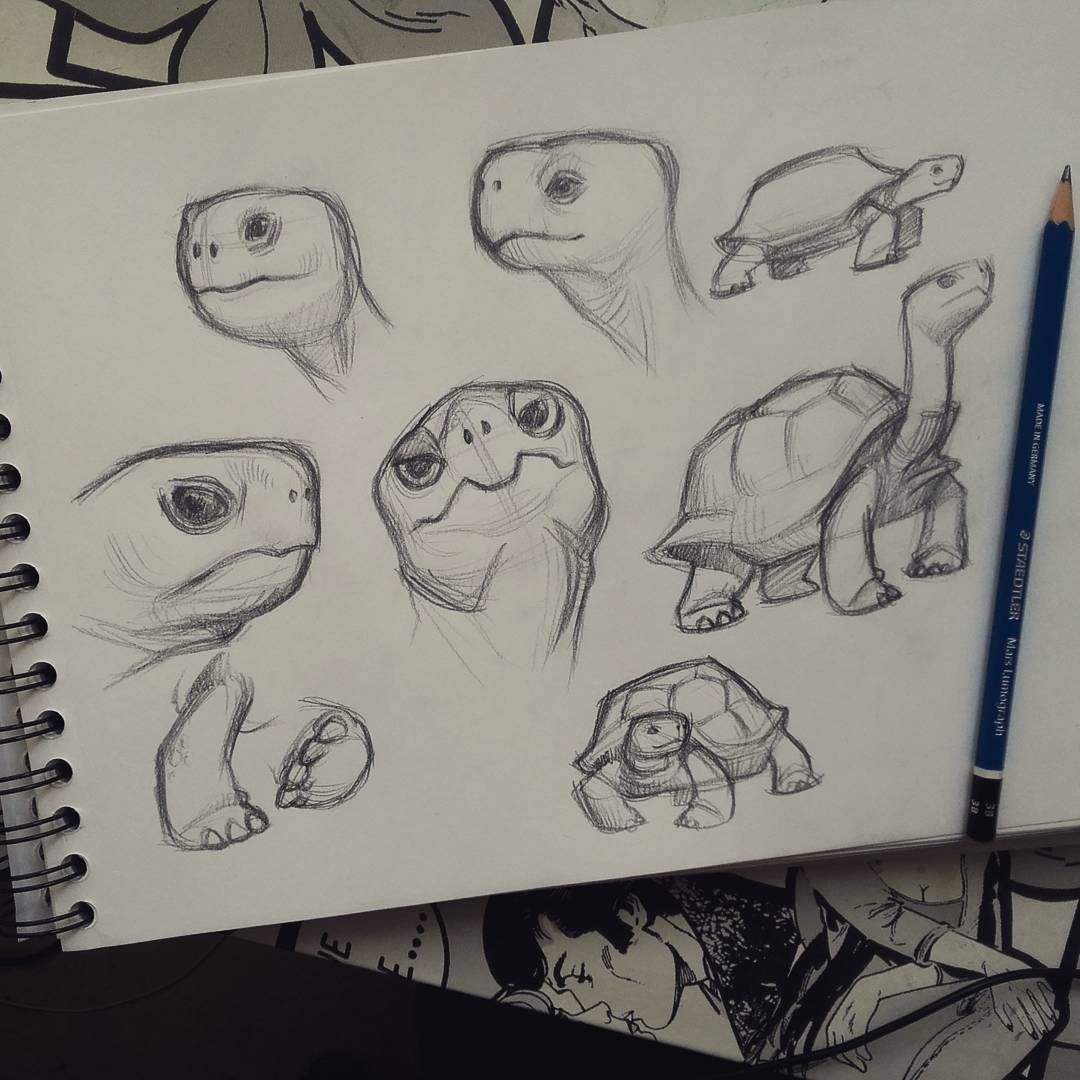 1080x1080 Tortoise Sketches Art Lt3 Draw, Art And Sketches - Tortoise Sketch