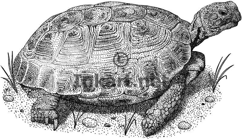 800x460 Wildlife Art Tortoises - Tortoise Sketch