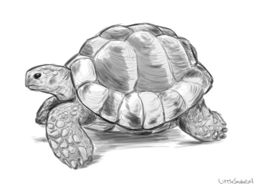 500x364 Tortoise Sketch Tumblr - Tortoise Sketch