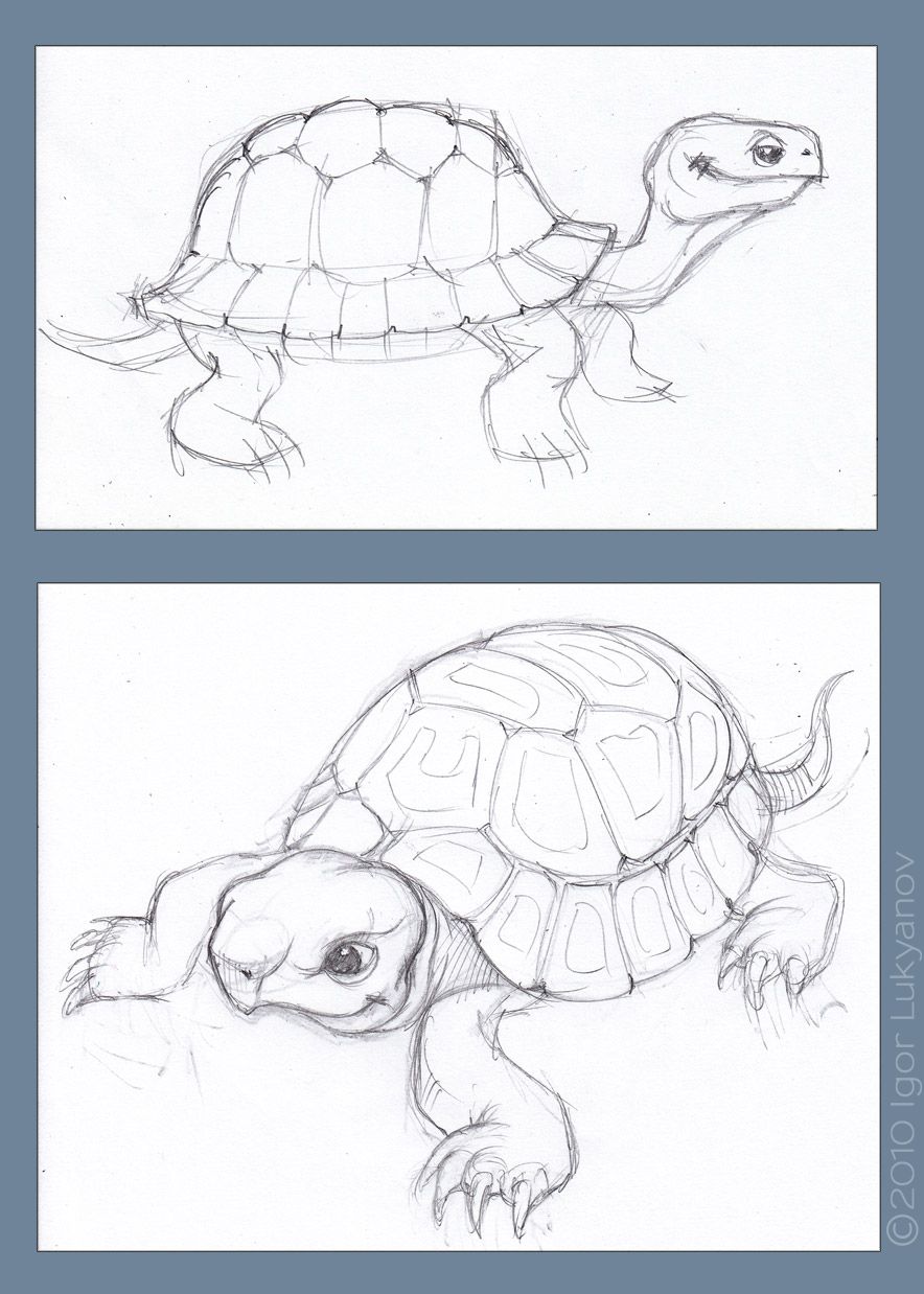 884x1238 Tortoise Sketch Drawing Art - Tortoise Sketch