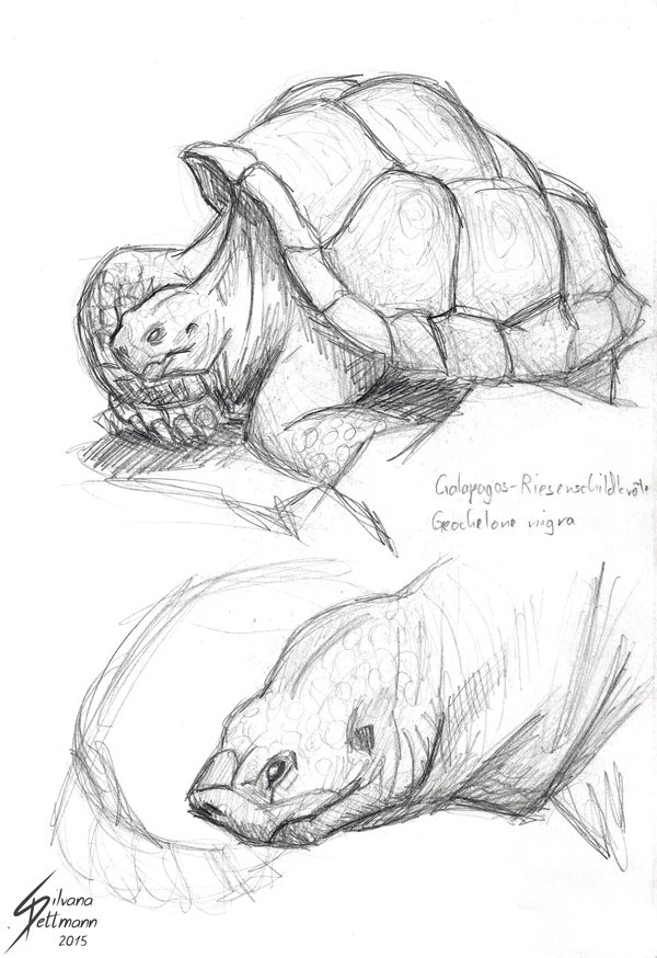 600x874 Galapagos Tortoise Sketch By Dragunalb - Tortoise Sketch